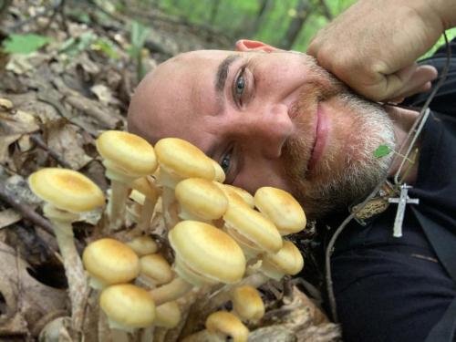 Happy Honey Mushrooms!Armillaria mellea